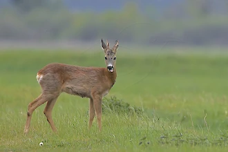 Roe deer (Capreolus capreolus