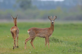 Reh (Capreolus capreolus