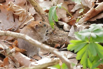Rötelmaus (Myodes glareolus)