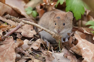 Rötelmaus (Myodes glareolus)