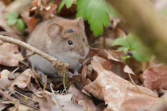 Rötelmaus (Myodes glareolus)