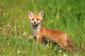 Rotfuchs (Vulpes vulpes)