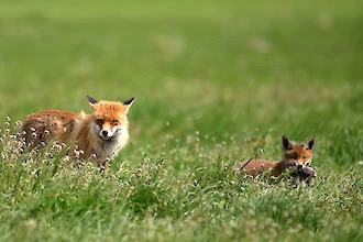 Rotfuchs (Vulpes vulpes)