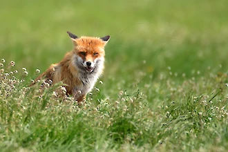 Rotfuchs (Vulpes vulpes)