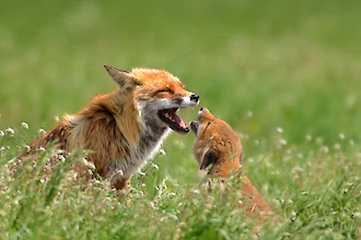 Rotfuchs (Vulpes vulpes)