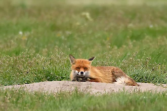 Rotfuchs (Vulpes vulpes)