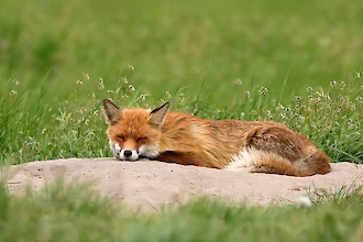 Rotfuchs (Vulpes vulpes)
