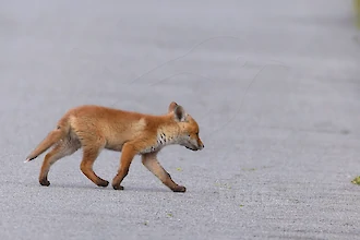 Rotfuchs (Vulpes vulpes)