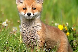 Rotfuchs (Vulpes vulpes)