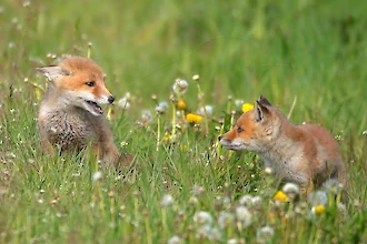 Rotfuchs (Vulpes vulpes)