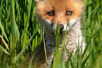 Rotfuchs (Vulpes vulpes)