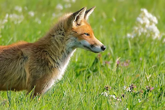 Rotfuchs (Vulpes vulpes)