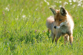 Rotfuchs (Vulpes vulpes)