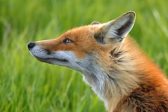 Rotfuchs (Vulpes vulpes)