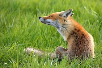 Rotfuchs (Vulpes vulpes)