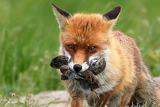 Rotfuchs (Vulpes vulpes)