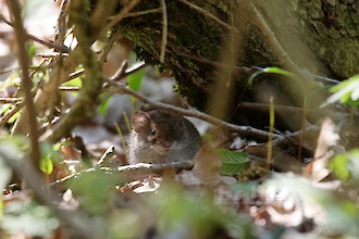 Rötelmaus (Myodes glareolus)