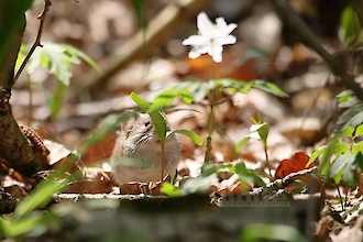 Rötelmaus (Myodes glareolus)