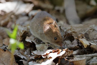 Rötelmaus (Myodes glareolus)
