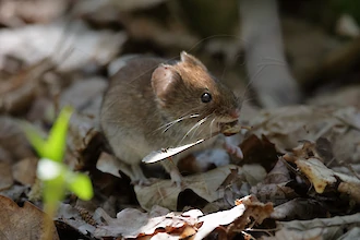 Rötelmaus (Myodes glareolus)
