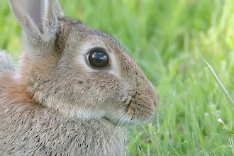 Wildkaninchen (Oryctolagus cuniculus)