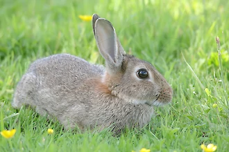 Wildkaninchen (Oryctolagus cuniculus)