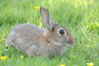 European rabbit (Oryctolagus cuniculus)