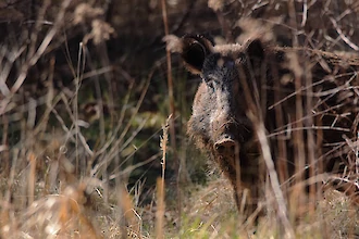 Wildschwein (Sus scrofa)