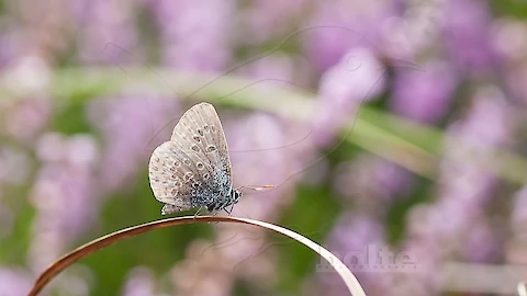 Geißklee-Bläuling (Plebejus argus)