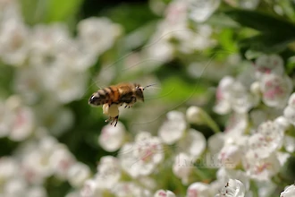 Biene mit Pollenhosen im Flug