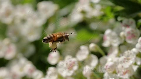 Biene mit Pollenhosen im Flug