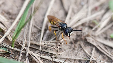 Bienenwolf (Philanthus triangulum)