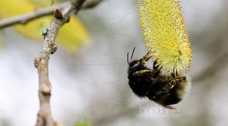 Arthropoda