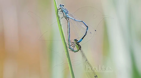 Arthropoda