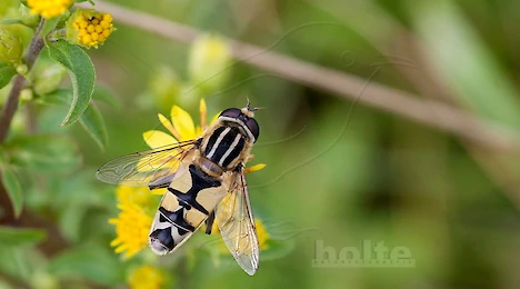 Arthropoden