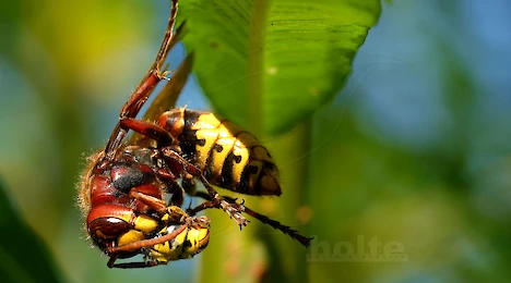 Arthropoden
