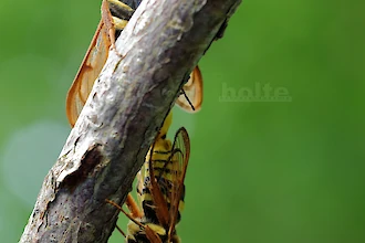 Hornissen-Glasfluegler (Sesia apiformis)