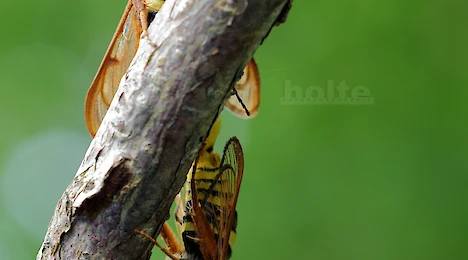 Arthropoden