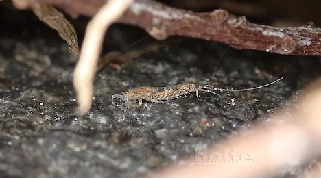 Arthropoda