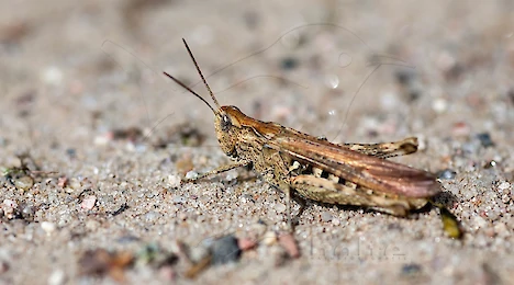Arthropoda