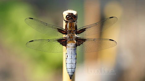 Arthropoda