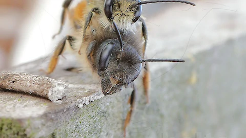 Rote Mauerbiene (Osmia bicornis)
