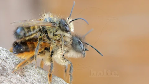 Rote Mauerbiene (Osmia bicornis)