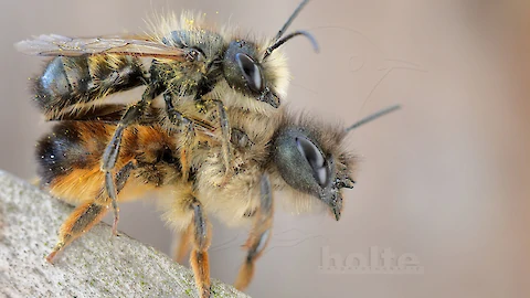Rote Mauerbiene (Osmia bicornis)