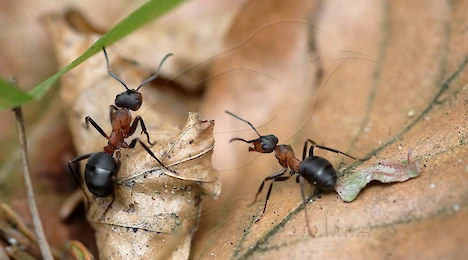 Arthropoda