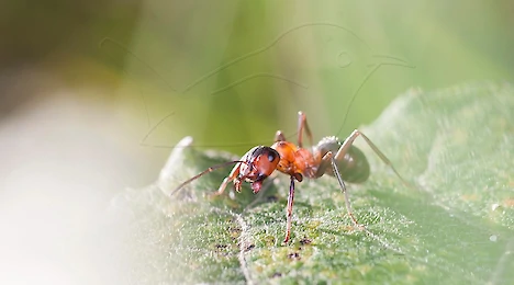 Arthropoden