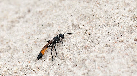 Arthropoda