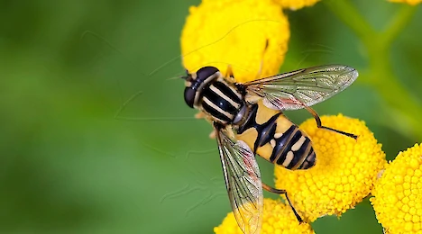 Arthropoden