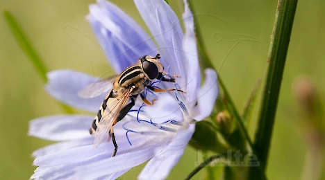 Arthropoda
