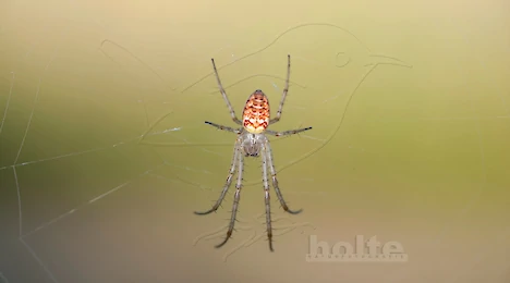 Arthropoden